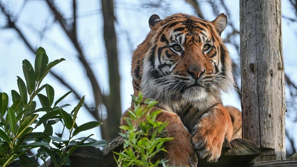 The Secret Life of the Zoo - Épisode 5