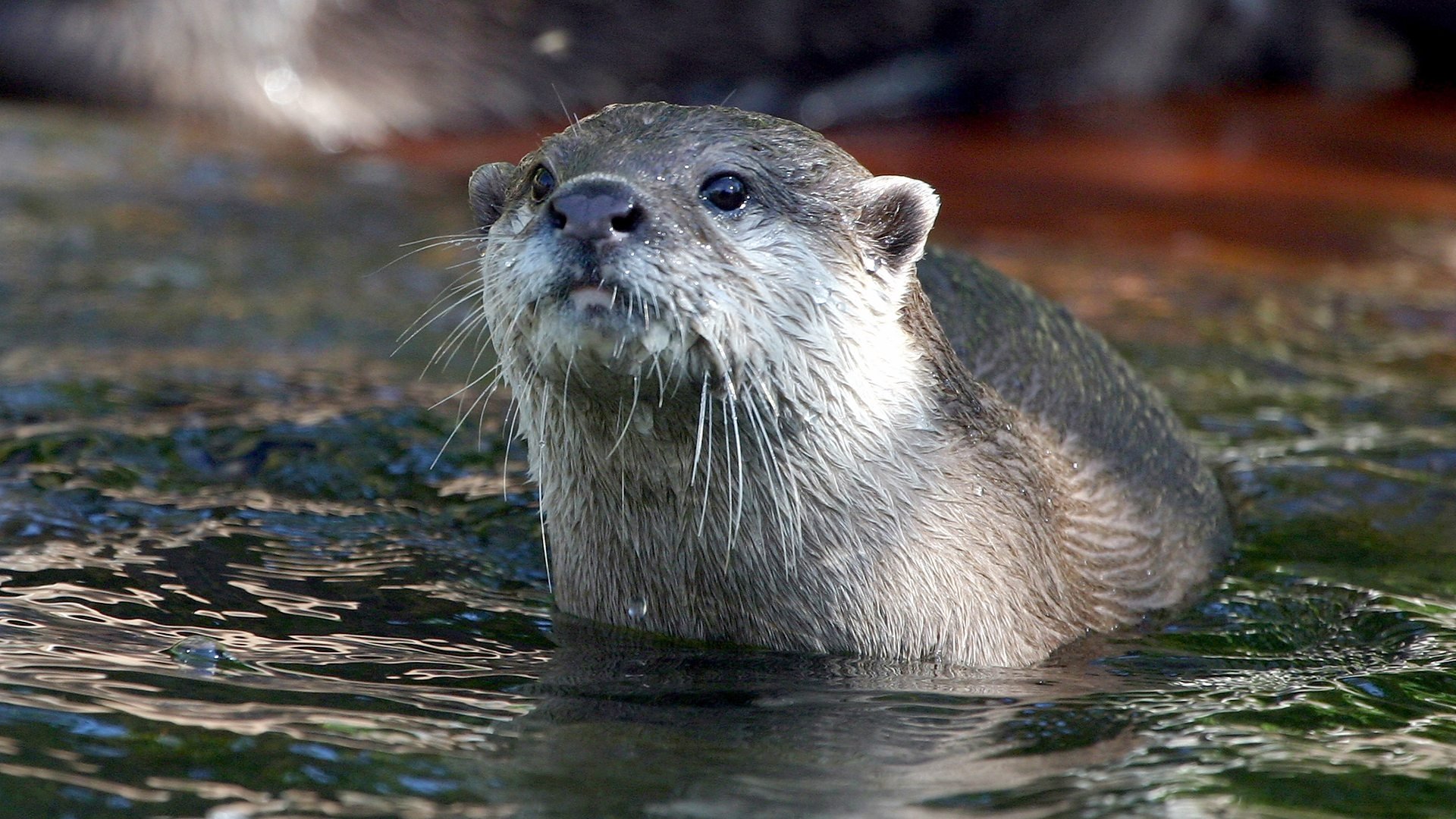 West Coast Otters (2005)