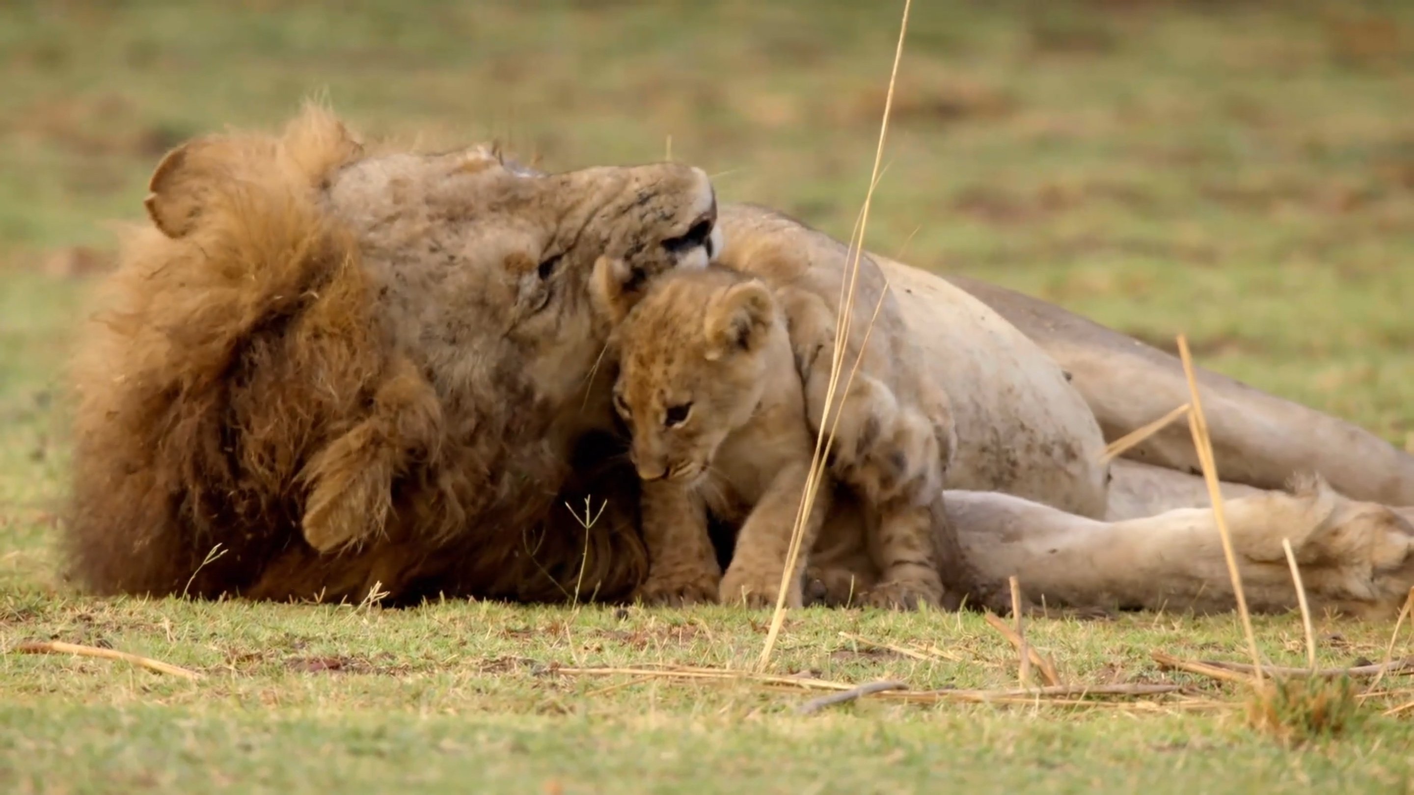 Africa's Hunters