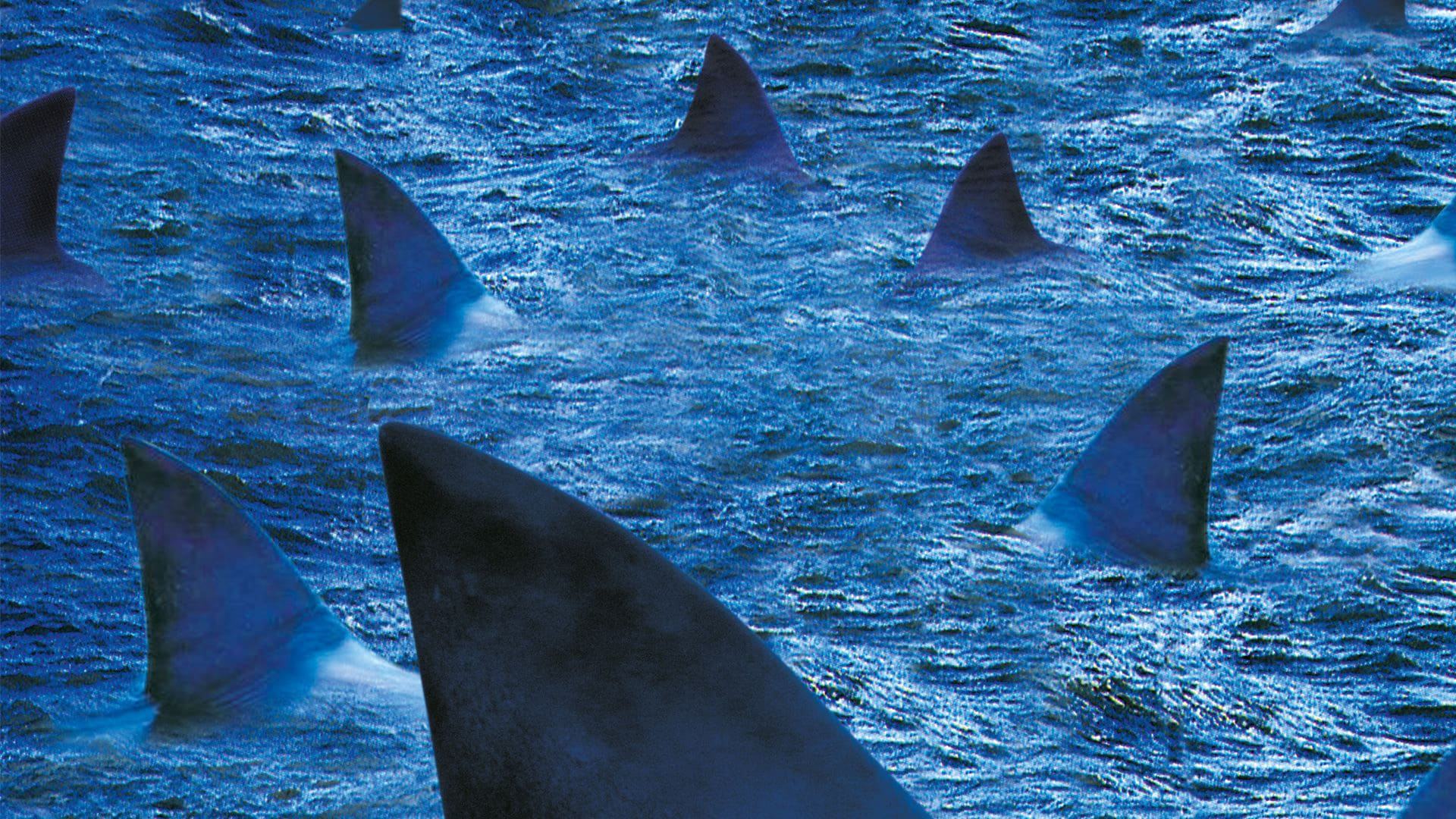 Shark Invasion (2005)