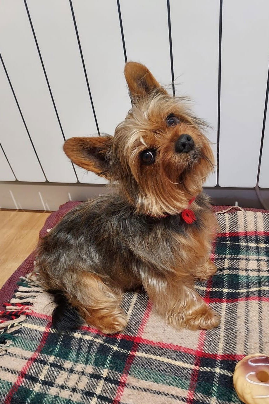 et billede af Tobías