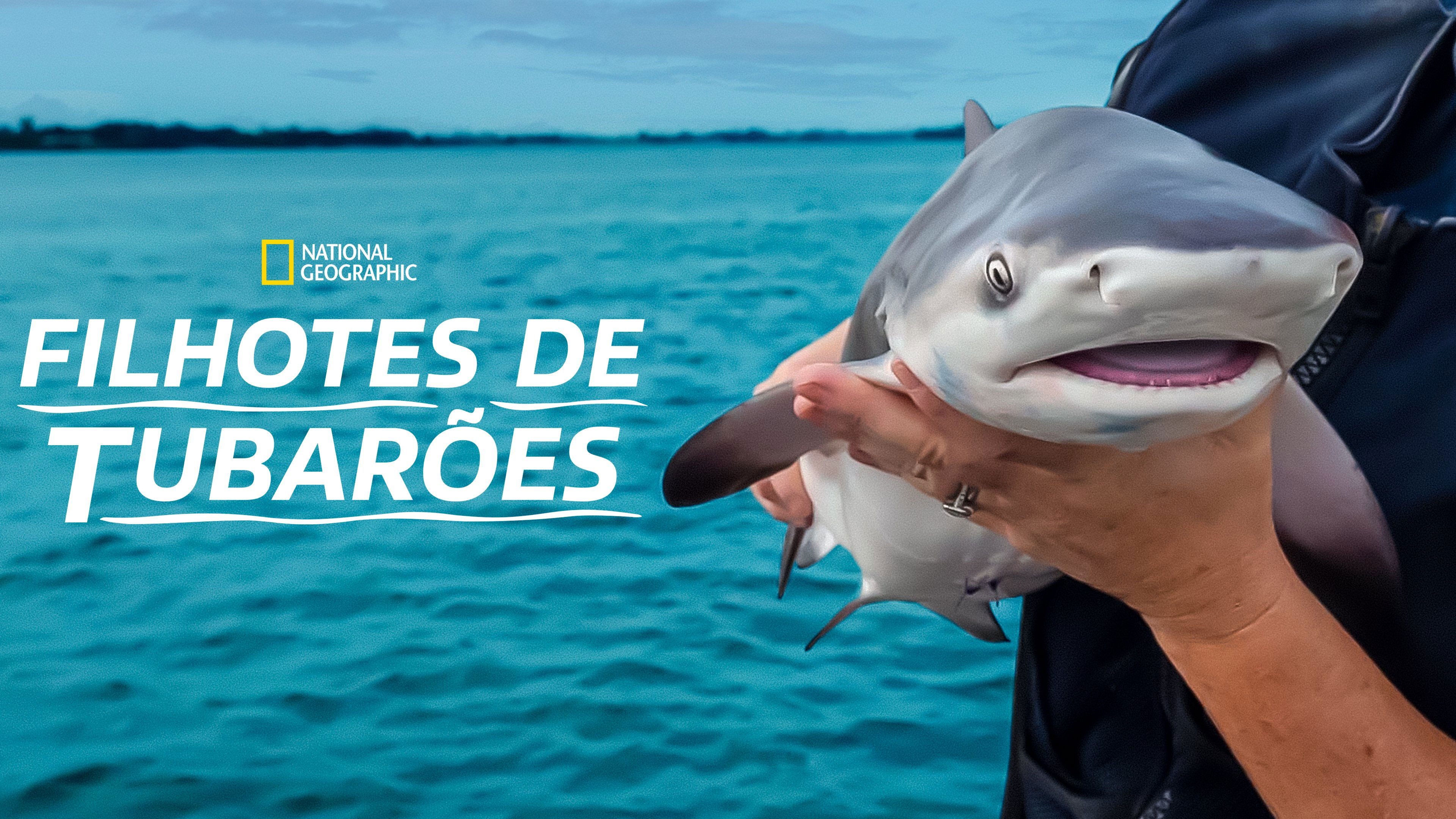 Baby Sharks