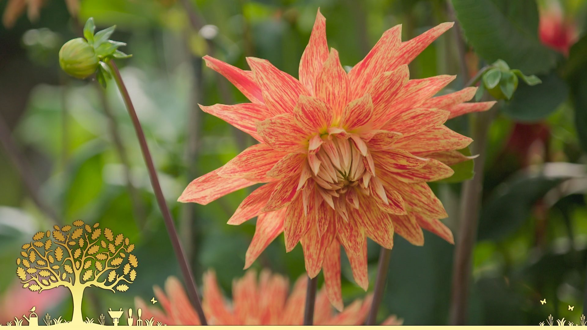 Gardeners' World 54x21