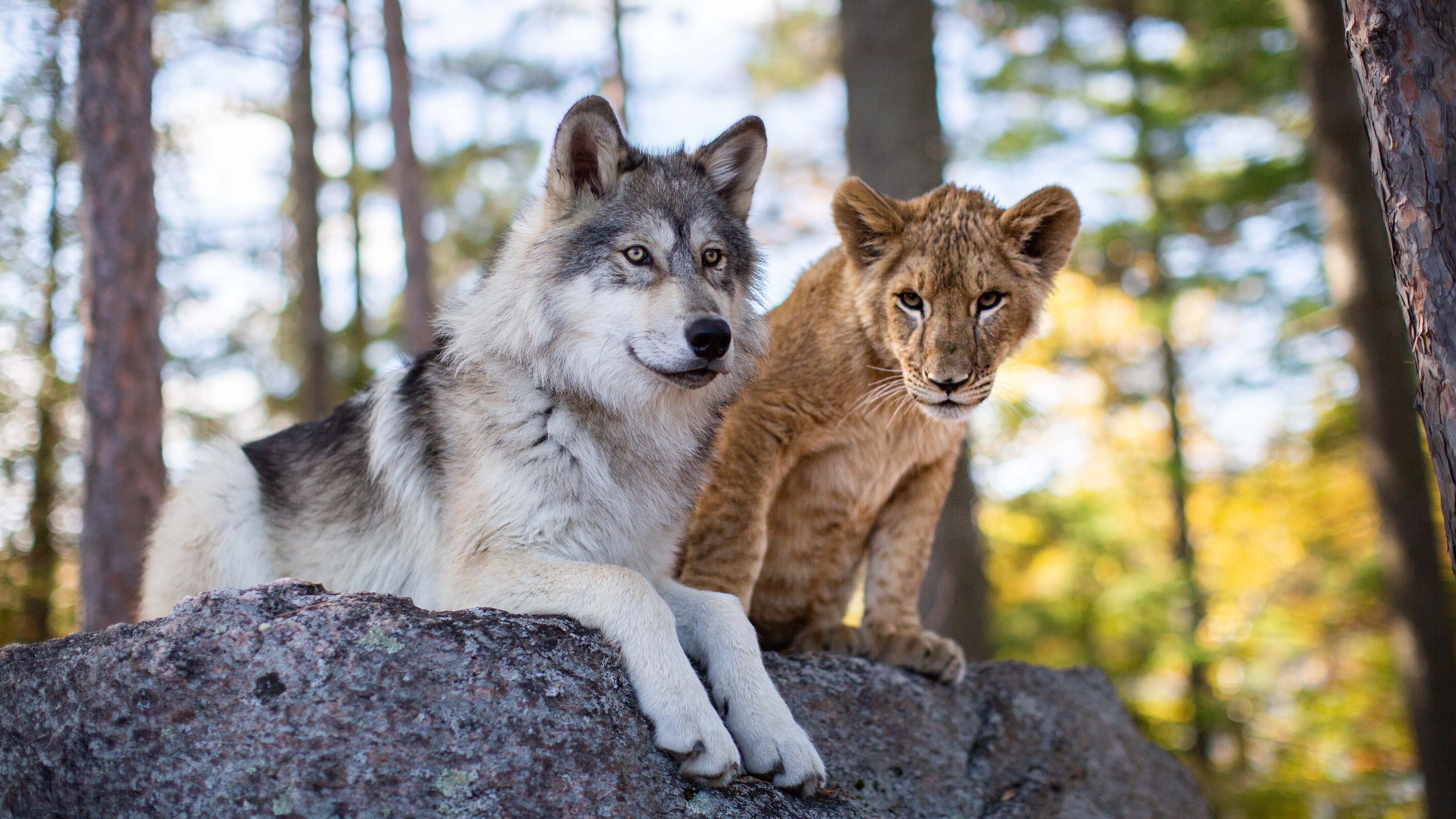 El lobo y el león