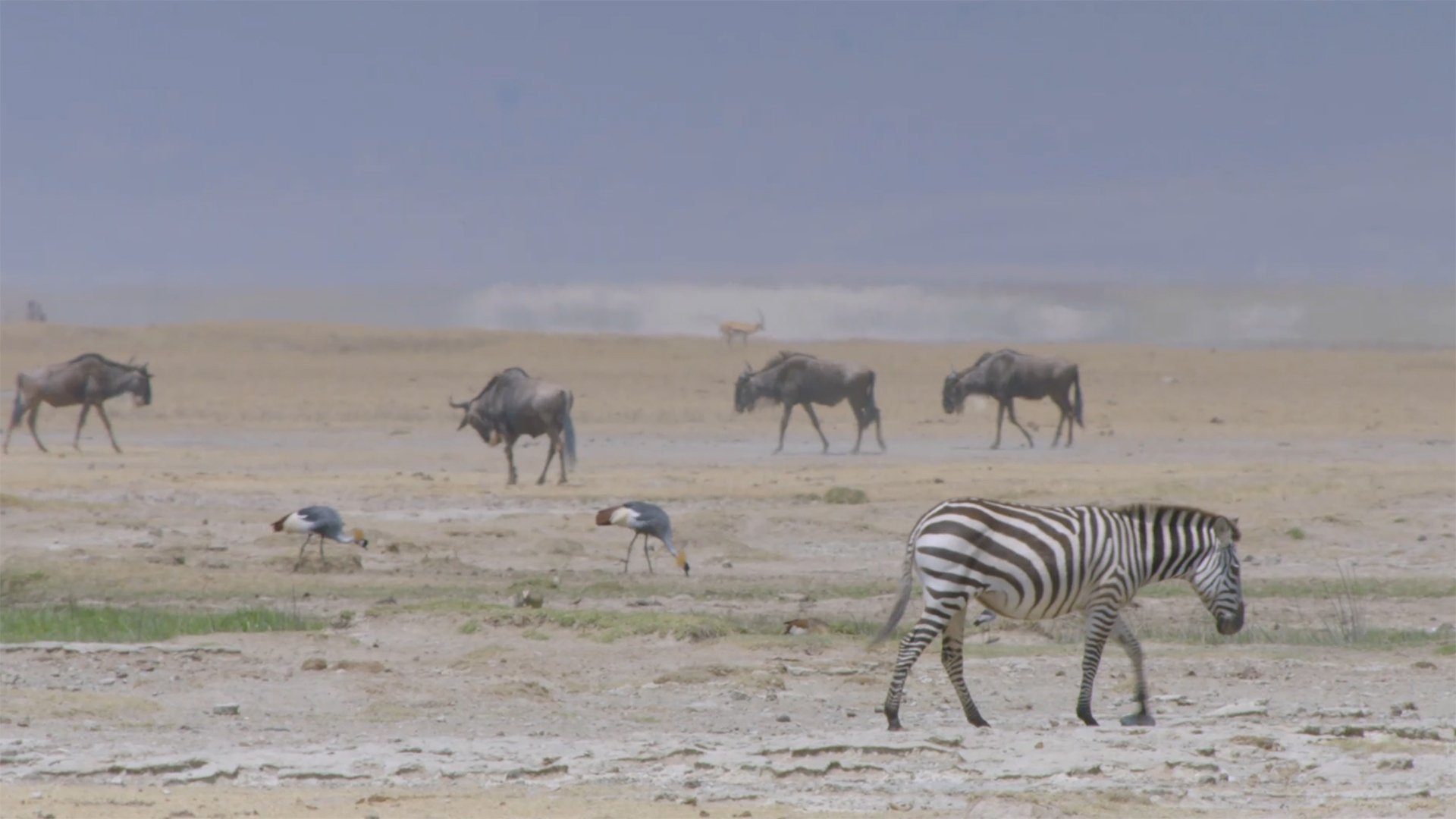 Africa's Wild Horizons - Épisode 6