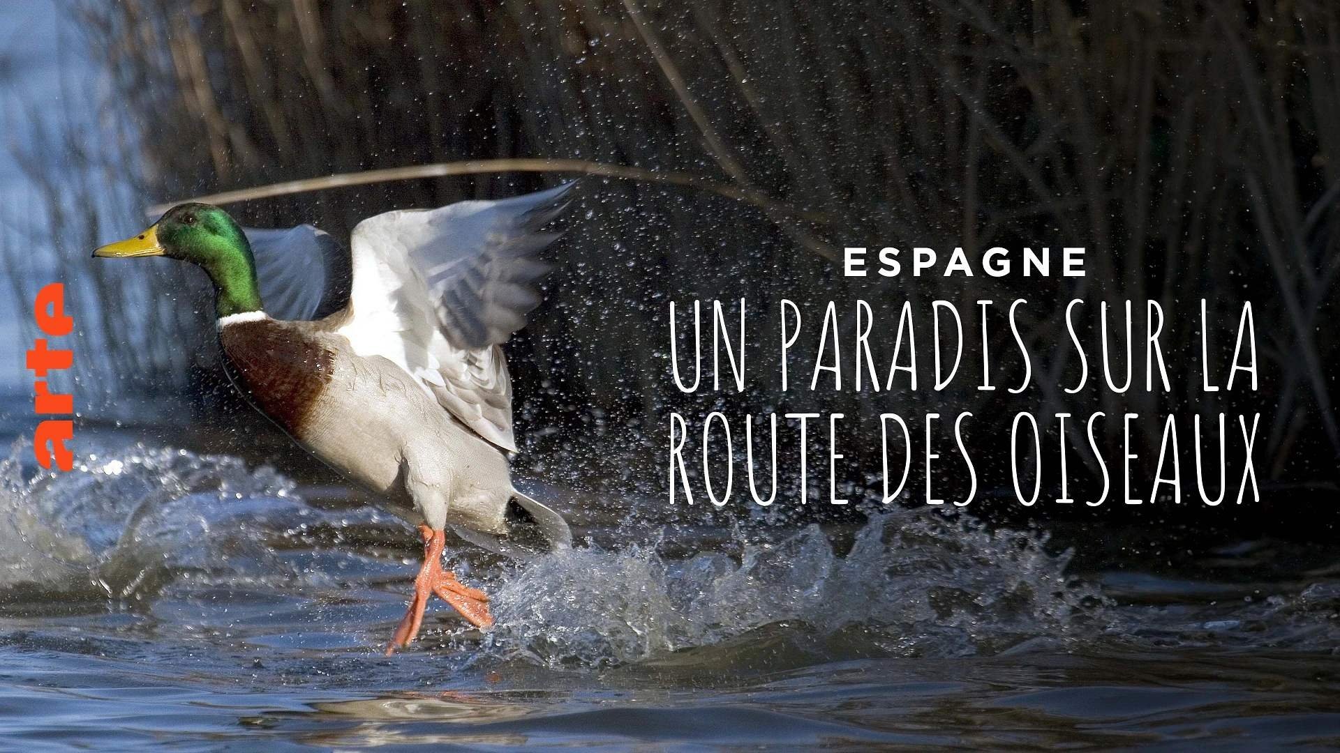 Imagem do Filme Espagne : un paradis sur la route des oiseaux