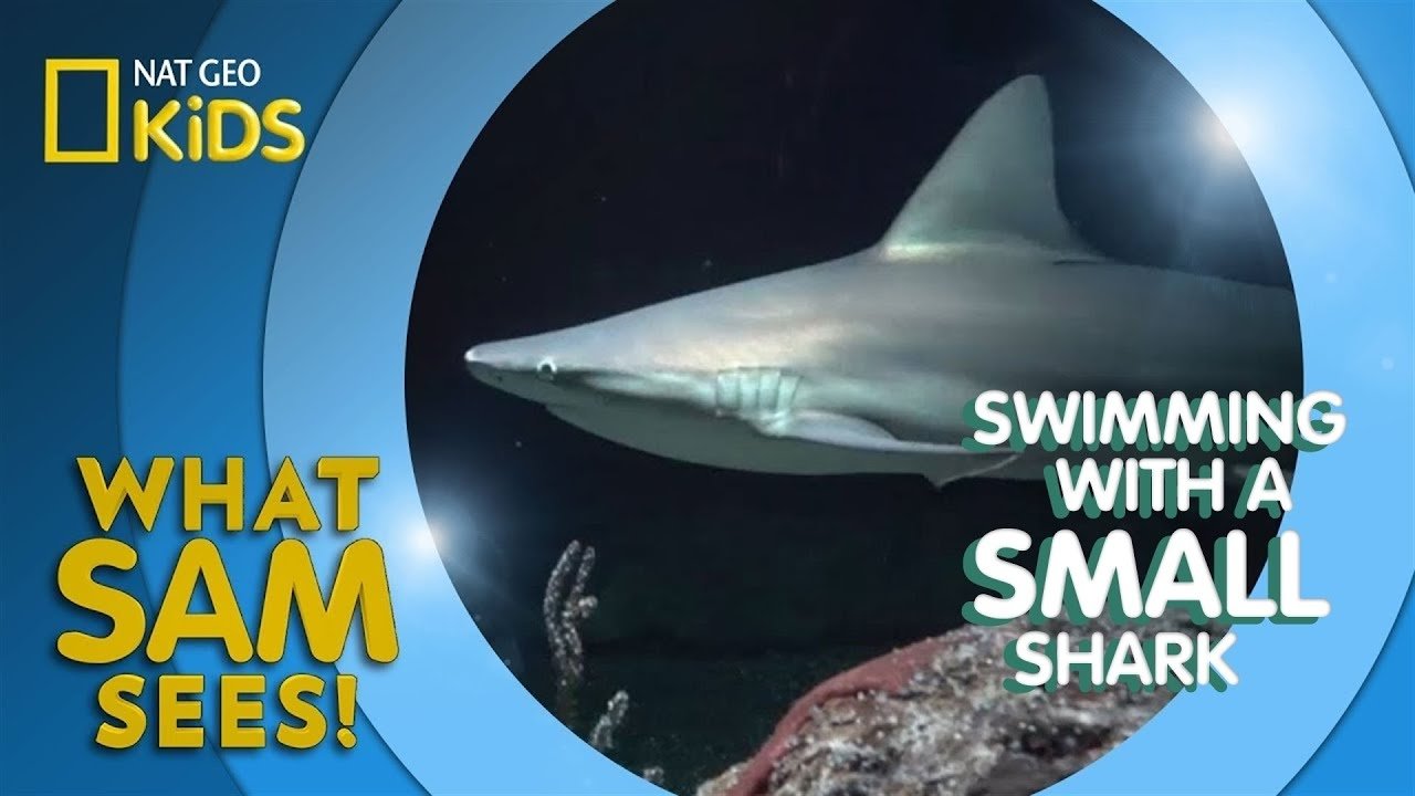 Thumbnail for Swimming With a Small Shark Season 1 Episode 2