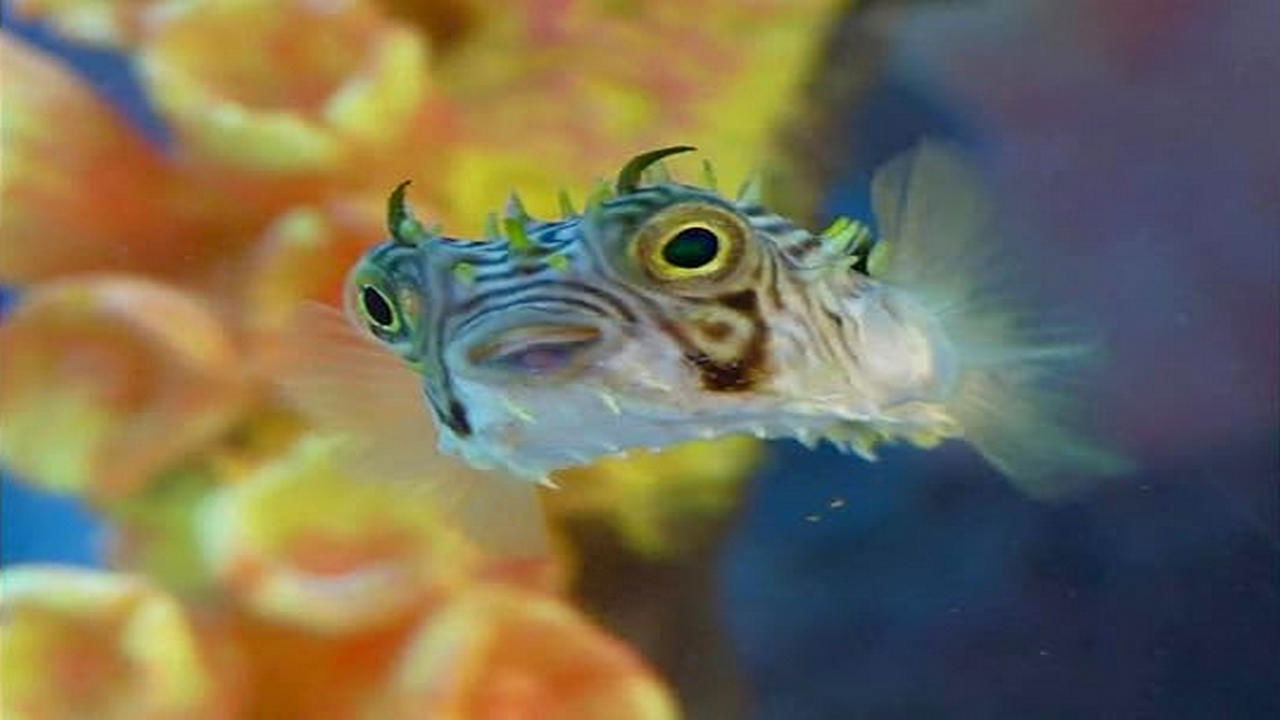 Tanked
