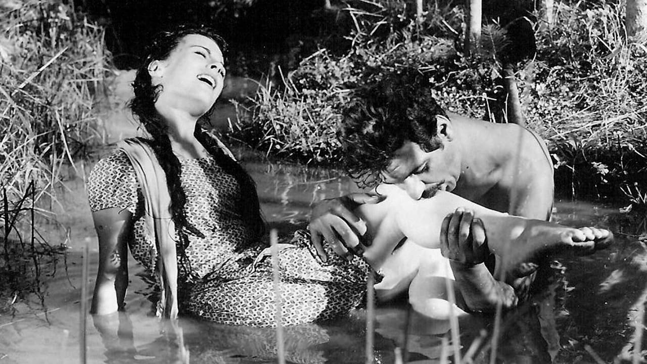 Сухо лято (1963)