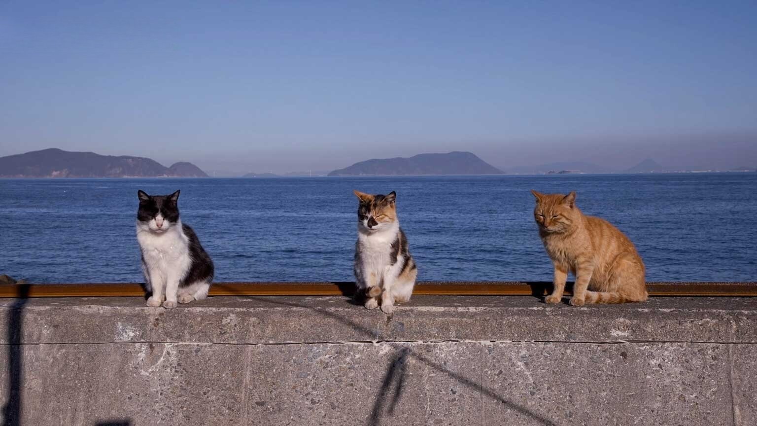 A Cat's-Eye View of Japan - Épisode 6