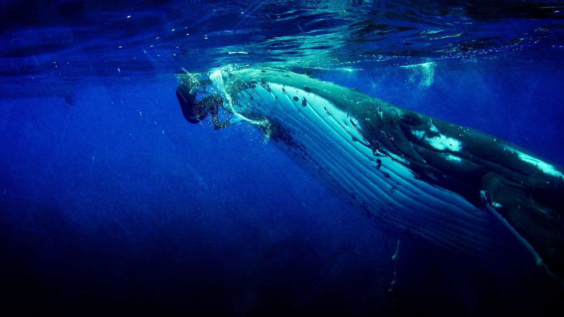 Imagem do Filme Whale Guardian