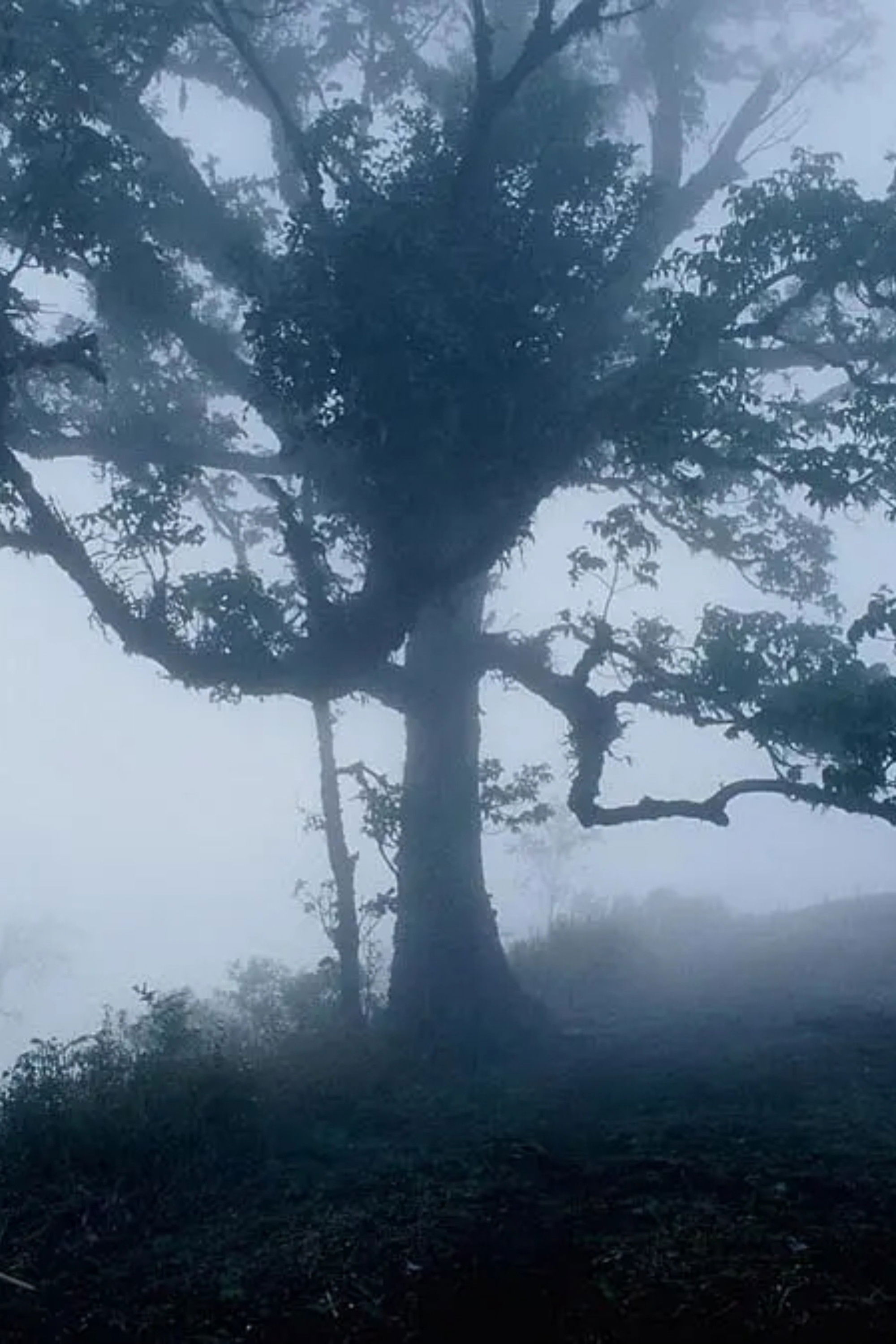 Vampire (2008) movie poster