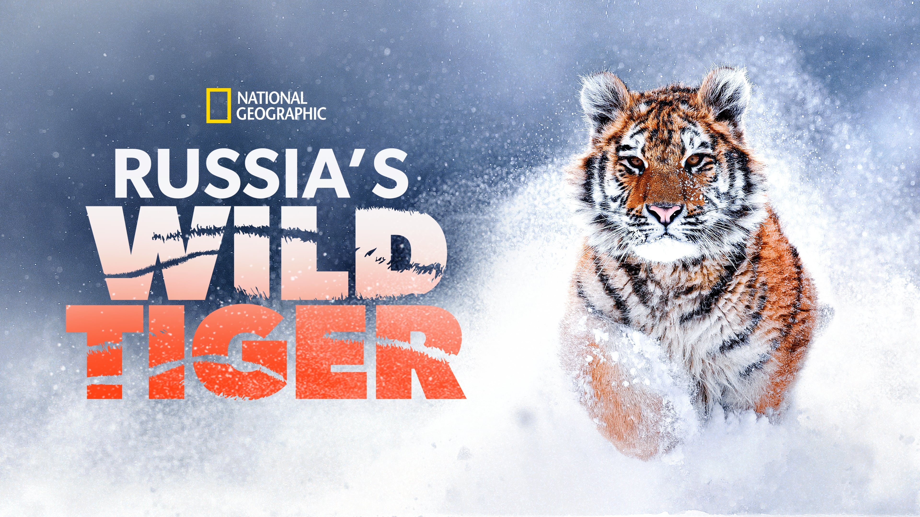 Tigres salvajes de Rusia (2022)