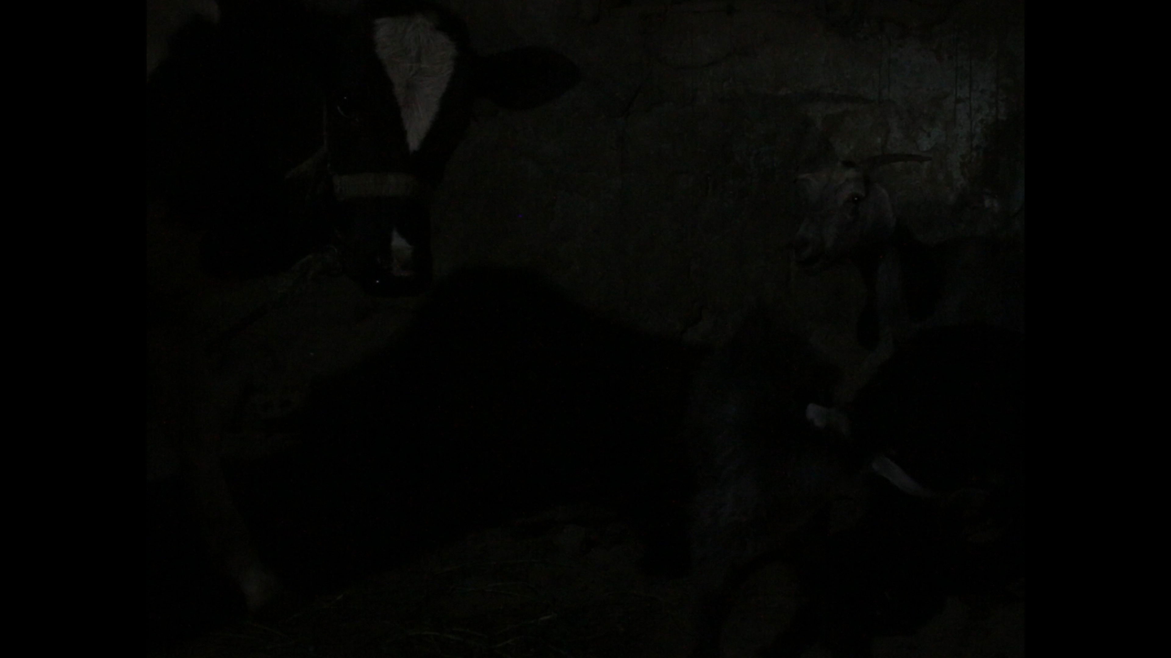 شكوى البقرة