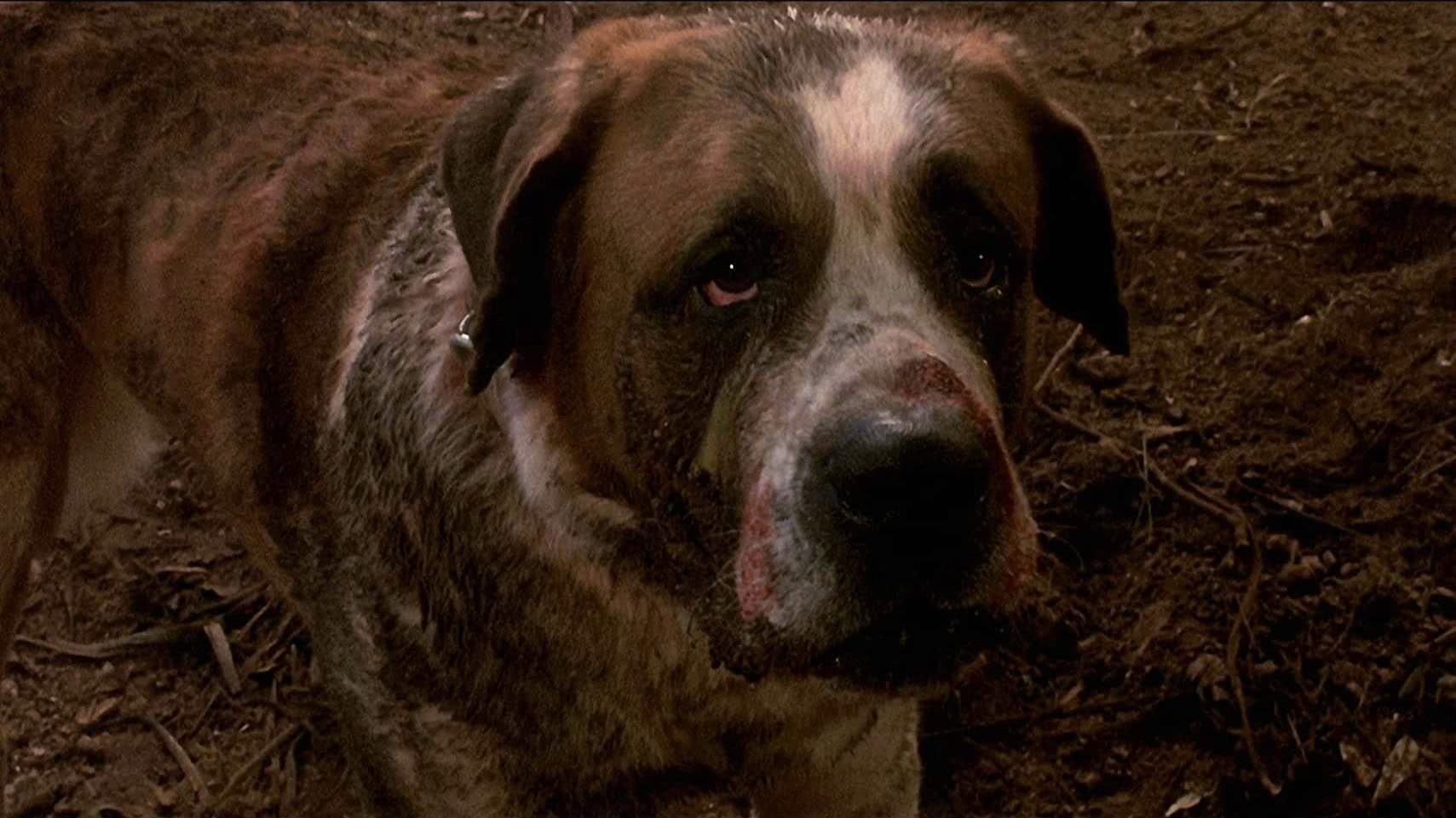 Image du film Cujo f3rmemodqji66grkofr7c66i7rmjpg