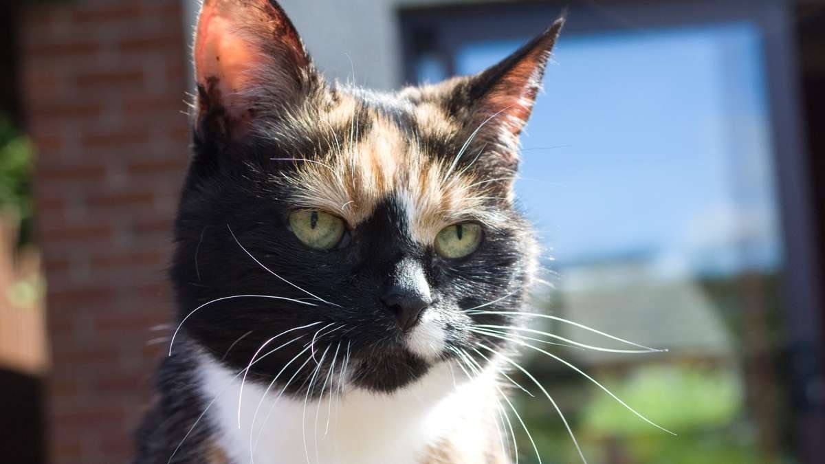 Thumbnail for Cattitude Season 1 Episode 7