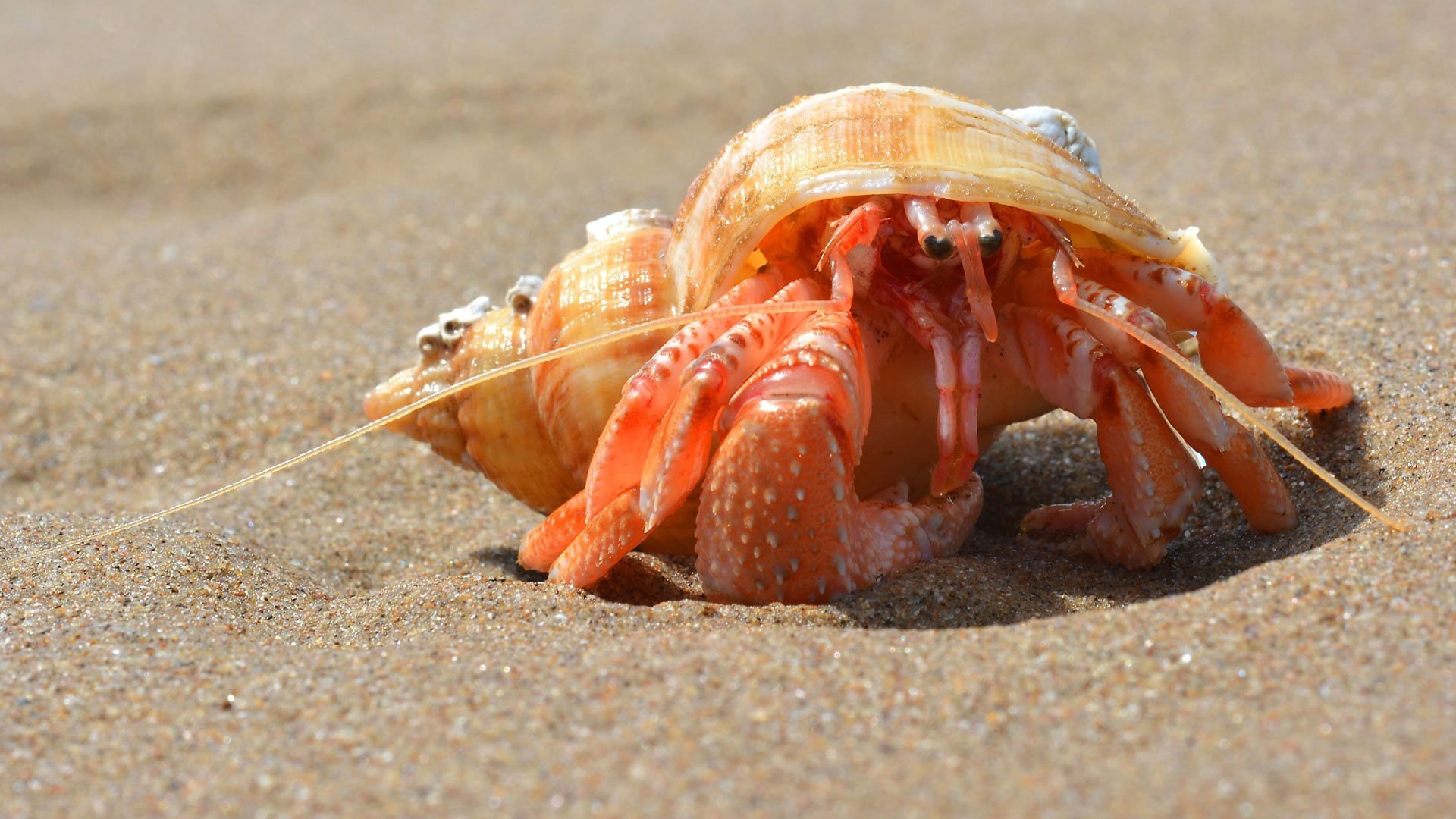 Thumbnail for Seashore Season 1 Episode 4