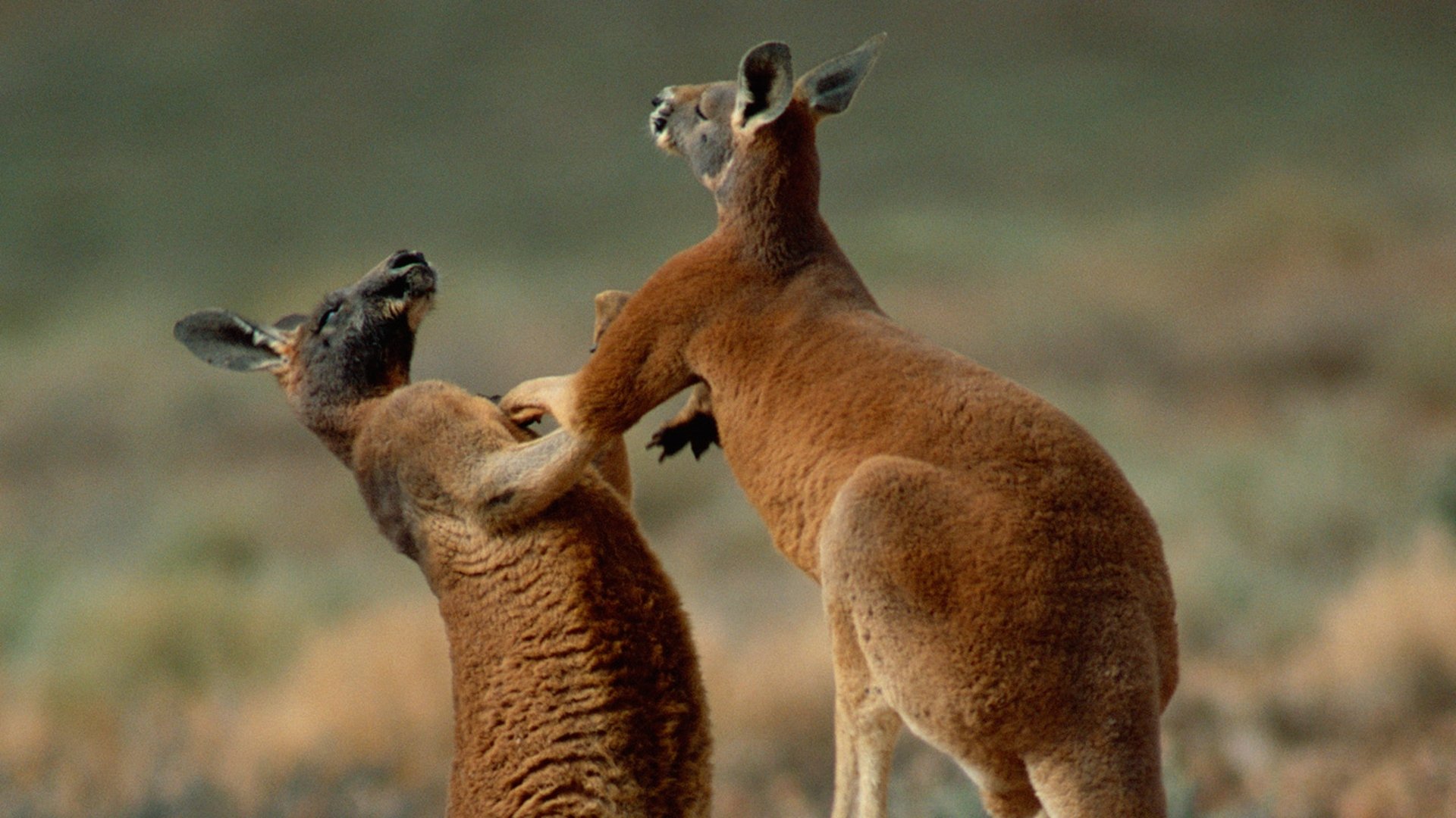 Thumbnail for Australia's Red Center Season 1 Episode 7