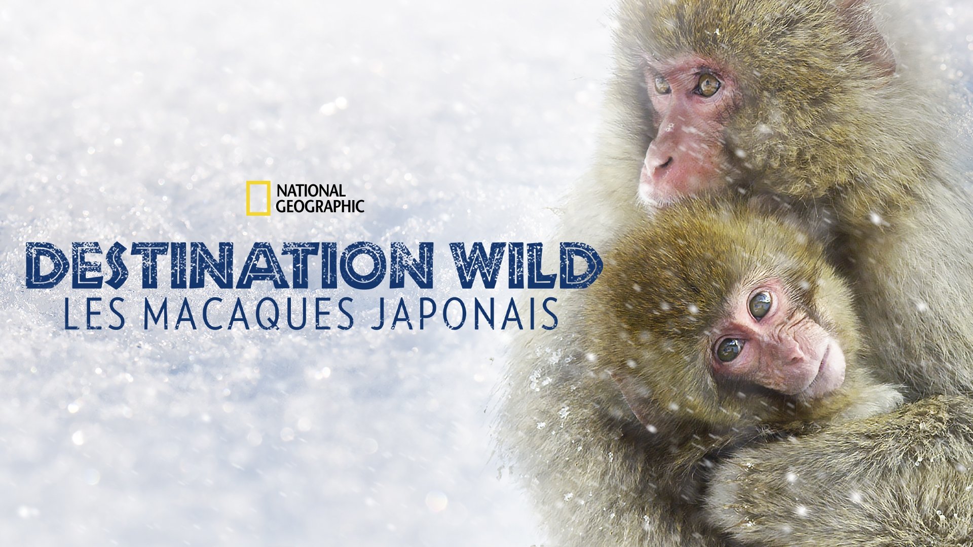 Wild Japan: Snow Monkeys