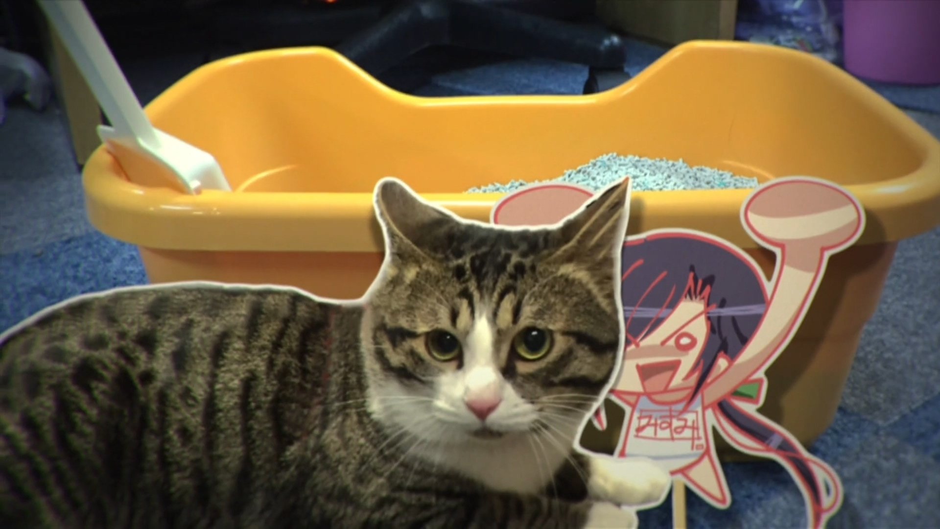 My Wife is the Student Council President