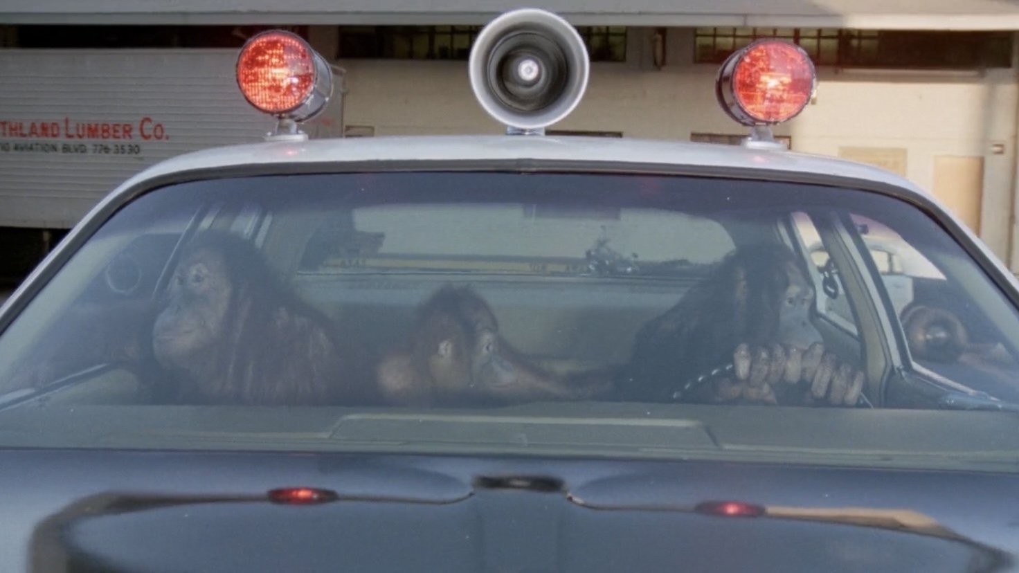 Going Ape!
