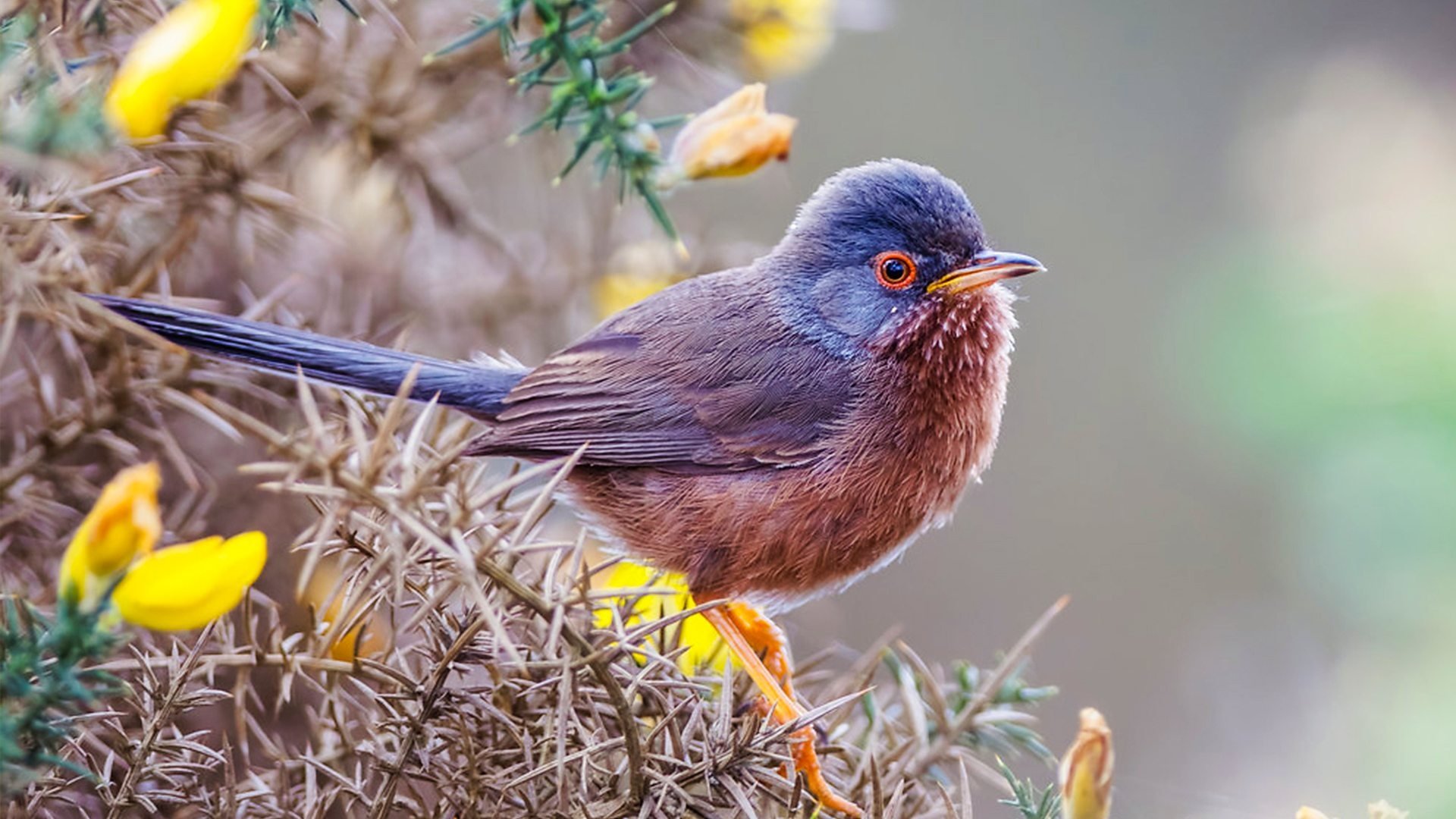Springwatch