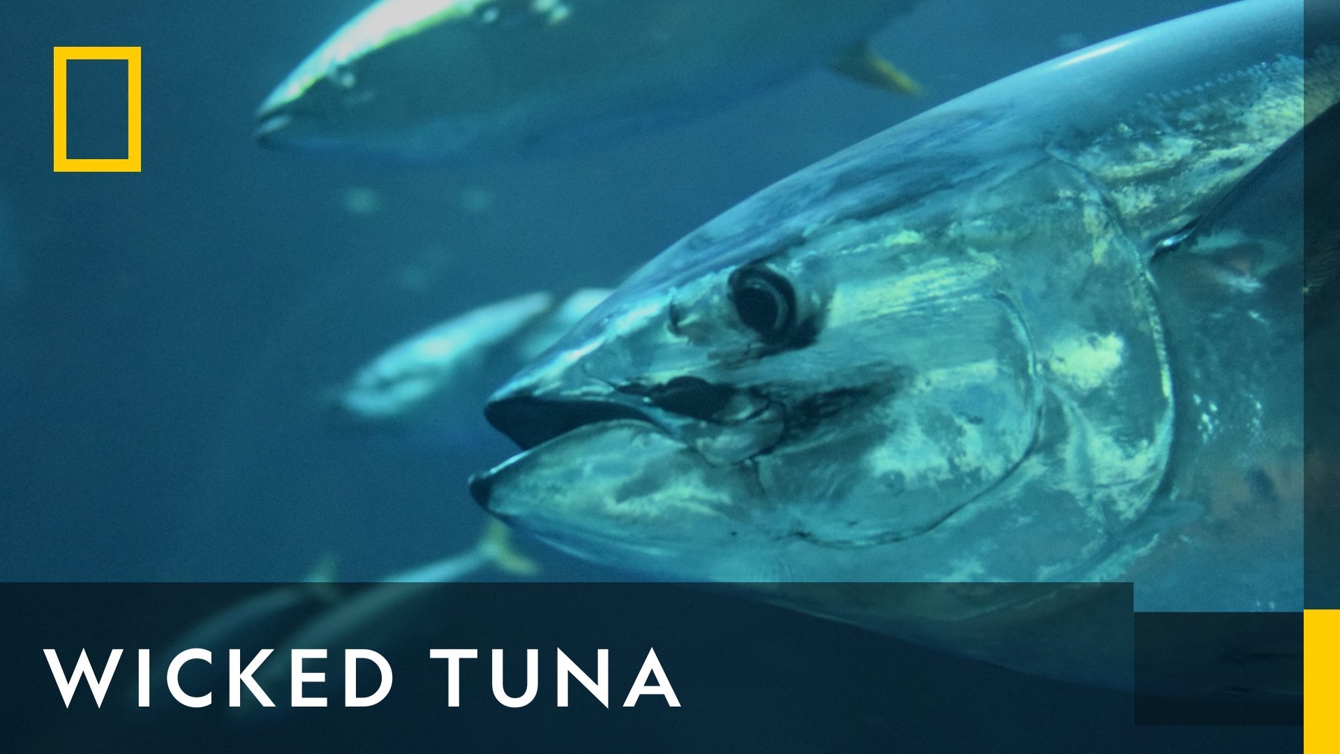 Wicked Tuna