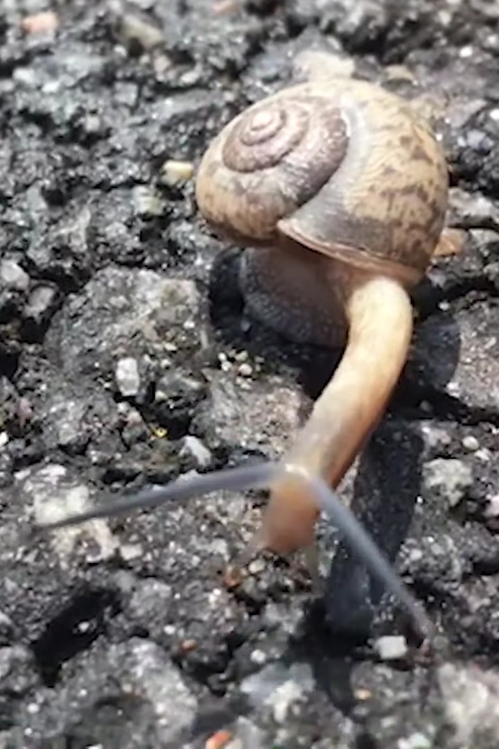 et billede af Snail