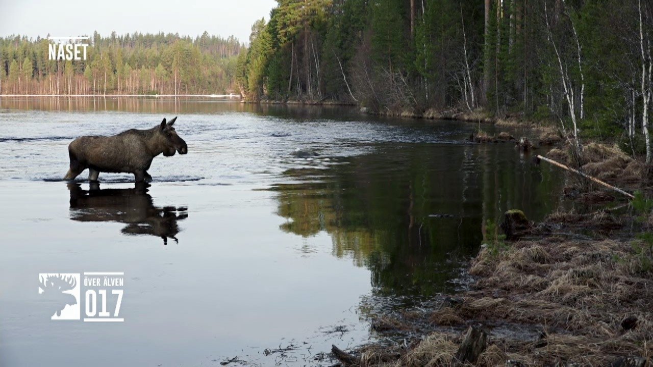 Den stora älgvandringen