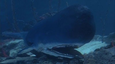 Voyage au fond des mers - Jonas et la baleine