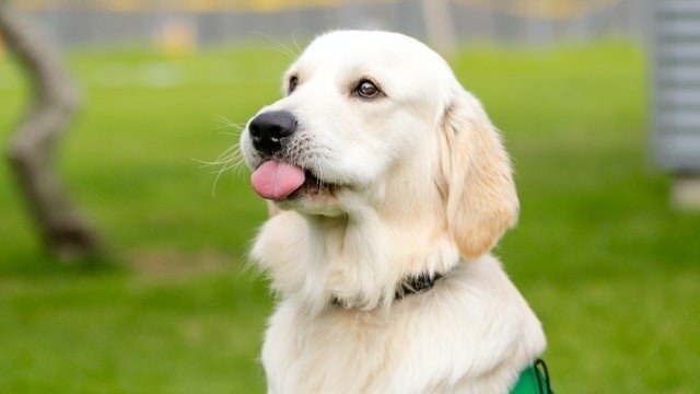 Dog Squad Puppy School