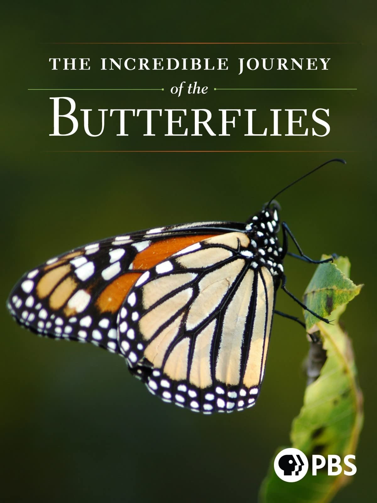 The Incredible Journey of the Butterflies