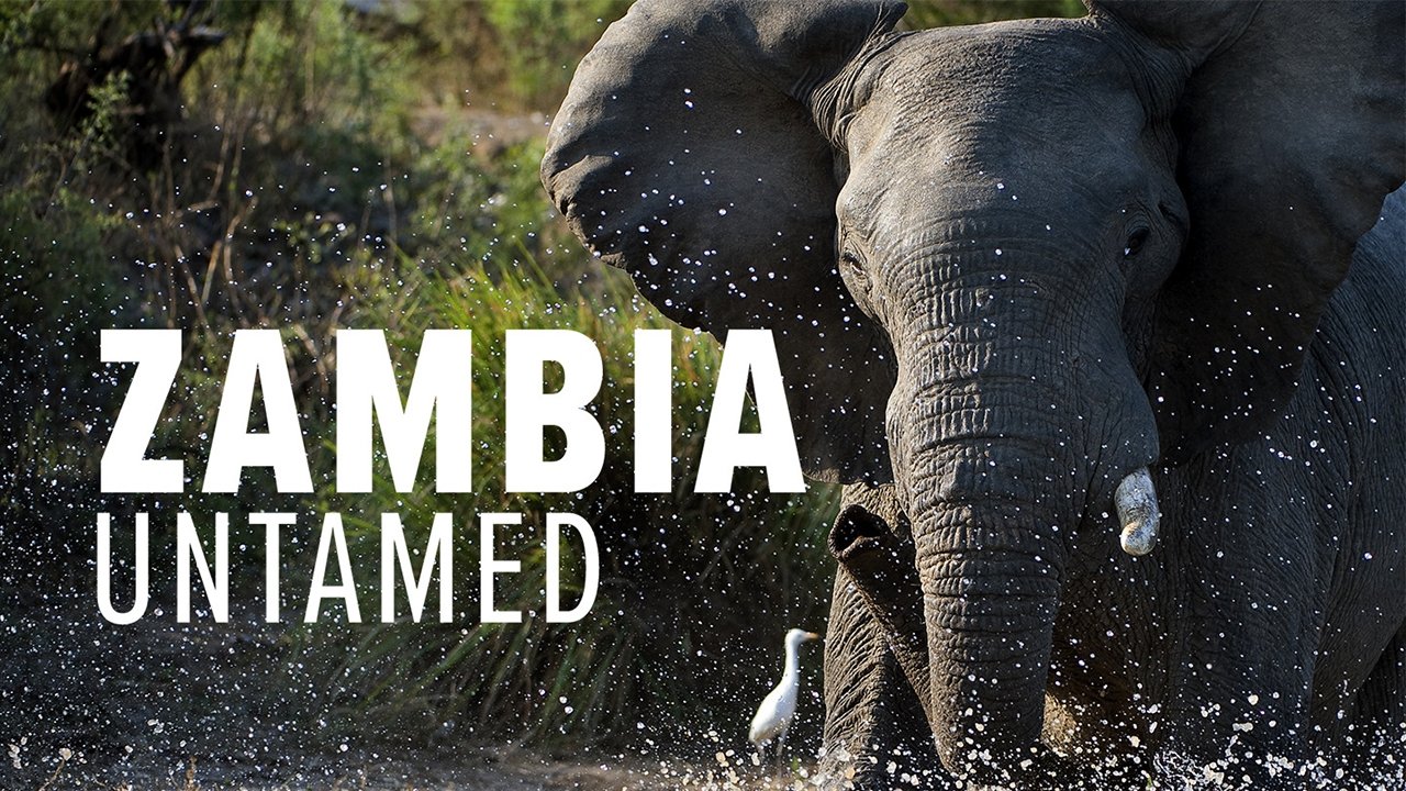 Zambia Untamed backdrop