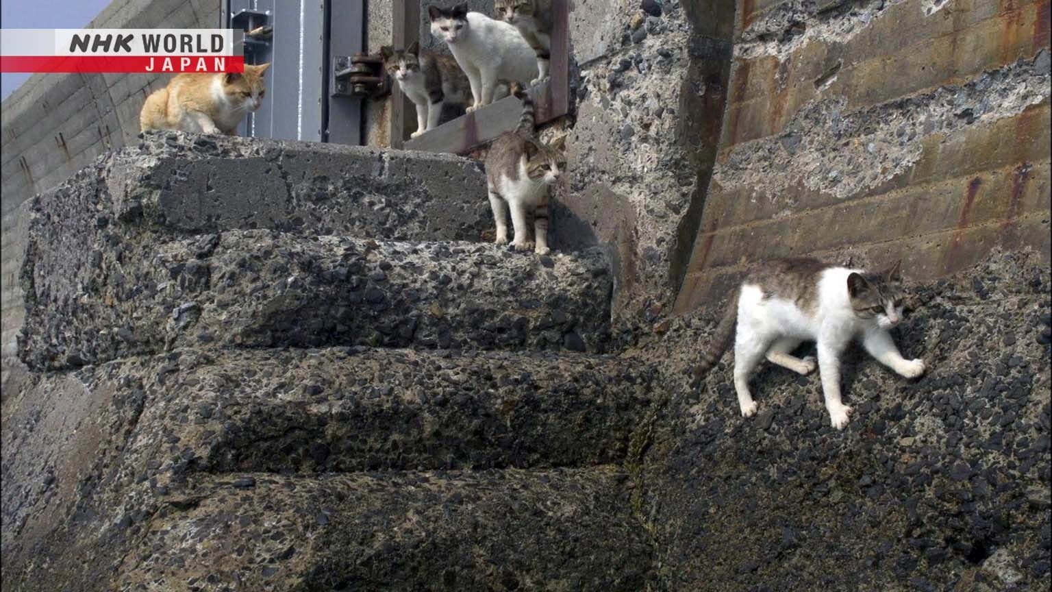 A Cat's-Eye View of Japan - Épisode 13