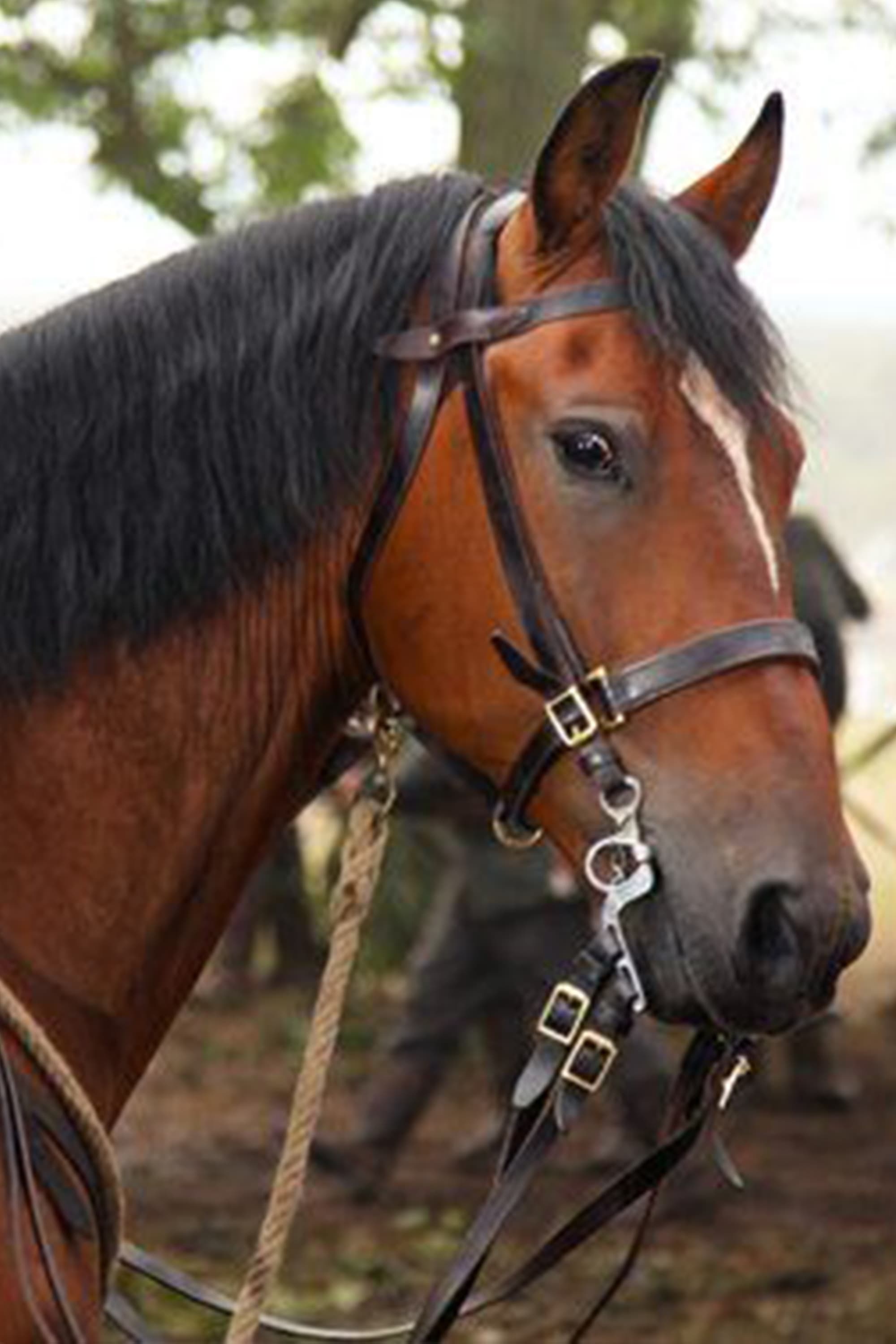 et billede af Finder's Key