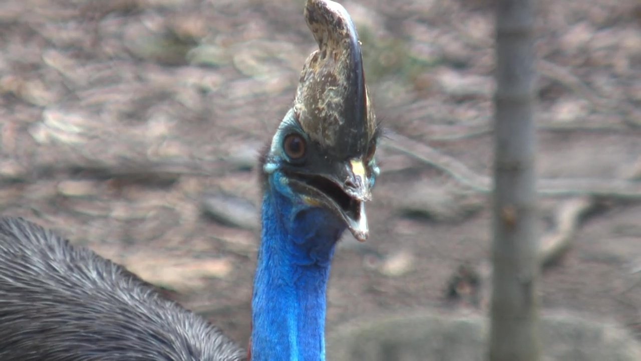 72 Dangerous Animals: Australia