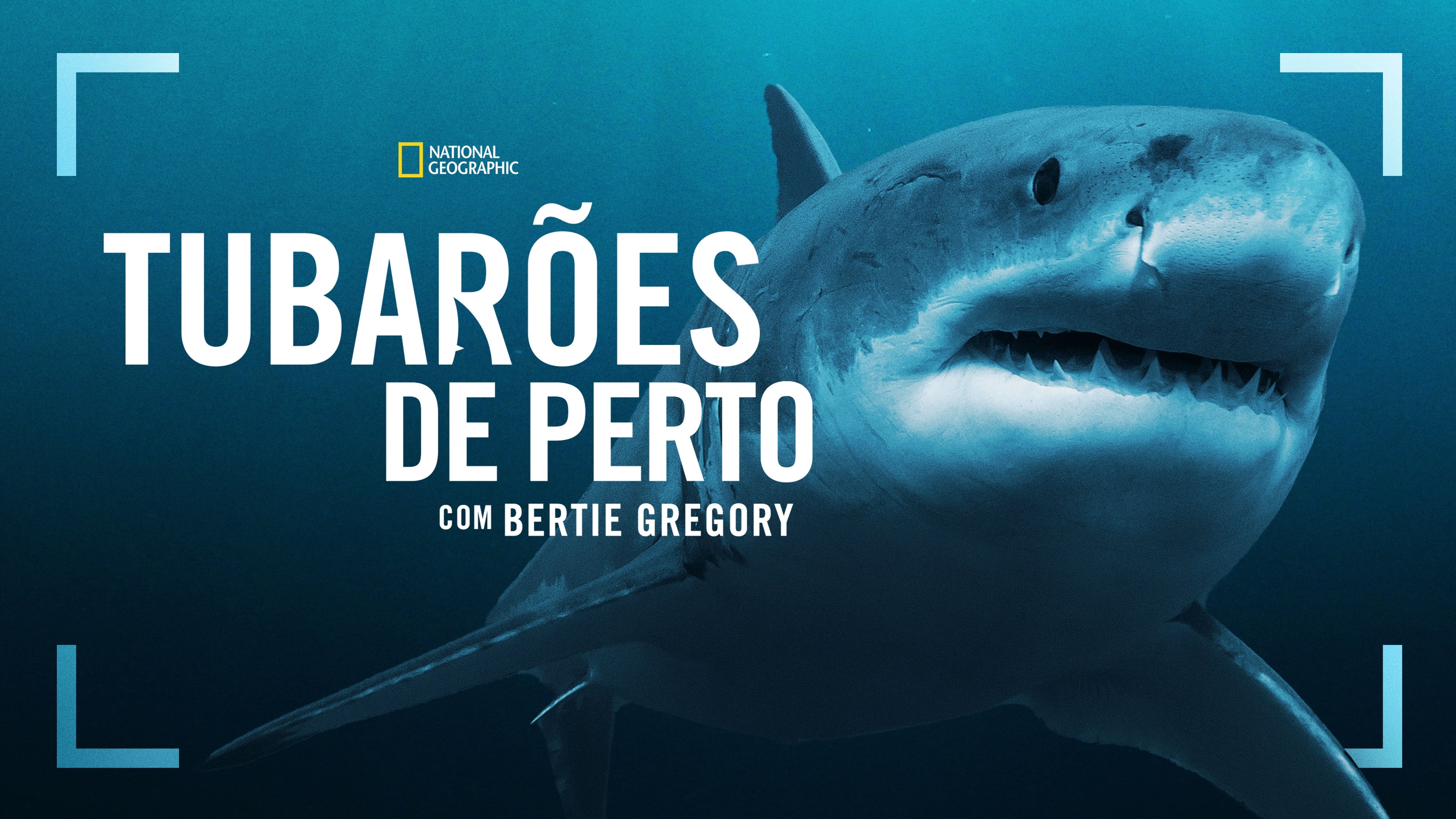 Sharks Up Close with Bertie Gregory backdrop