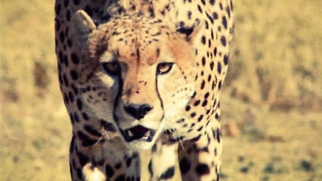 Life on Earth - Les Chasseurs et les Chassés