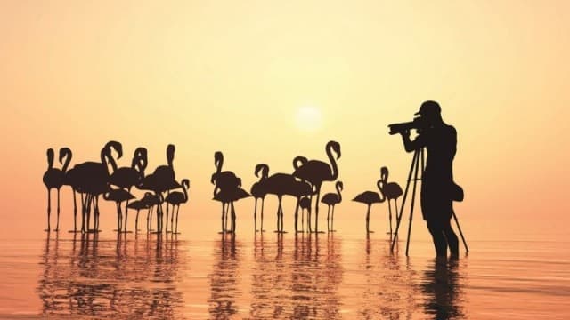 Thumbnail for Photography for Birders Season 1 Episode 20