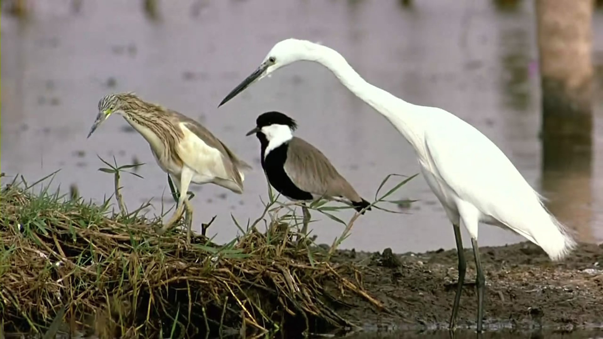 Winged Migration (2001)