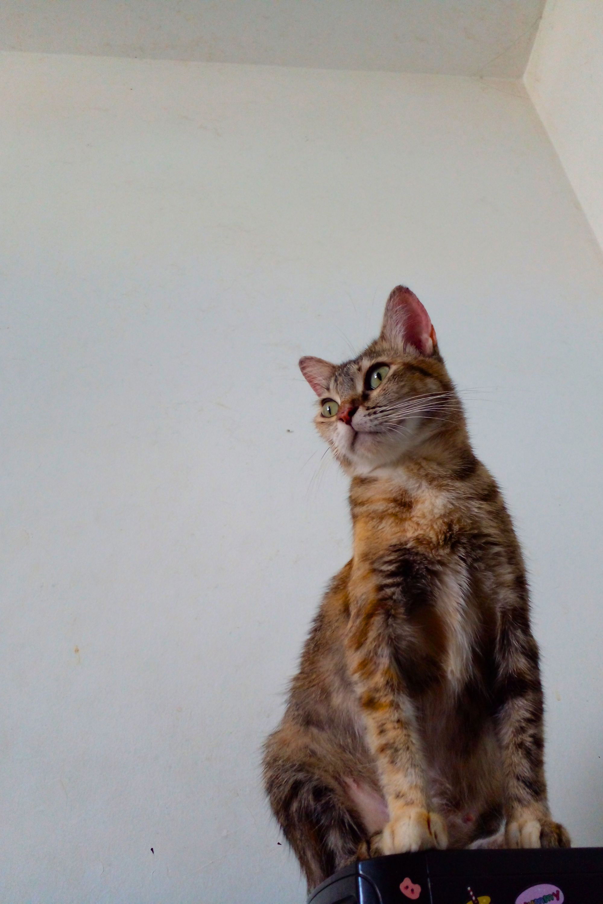 et billede af Síndrome