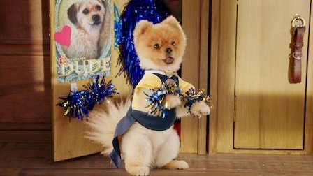 Pup Academy