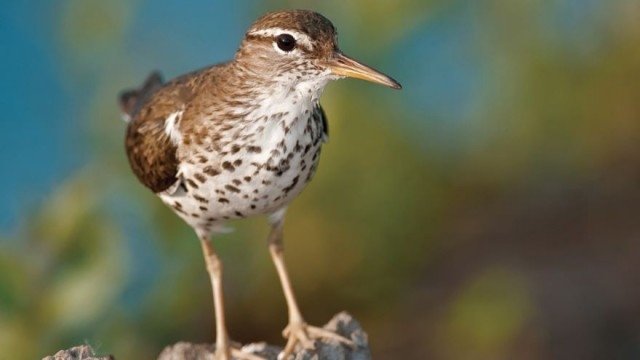 Thumbnail for Using Bird Behavior to Identify Birds Season 1 Episode 8