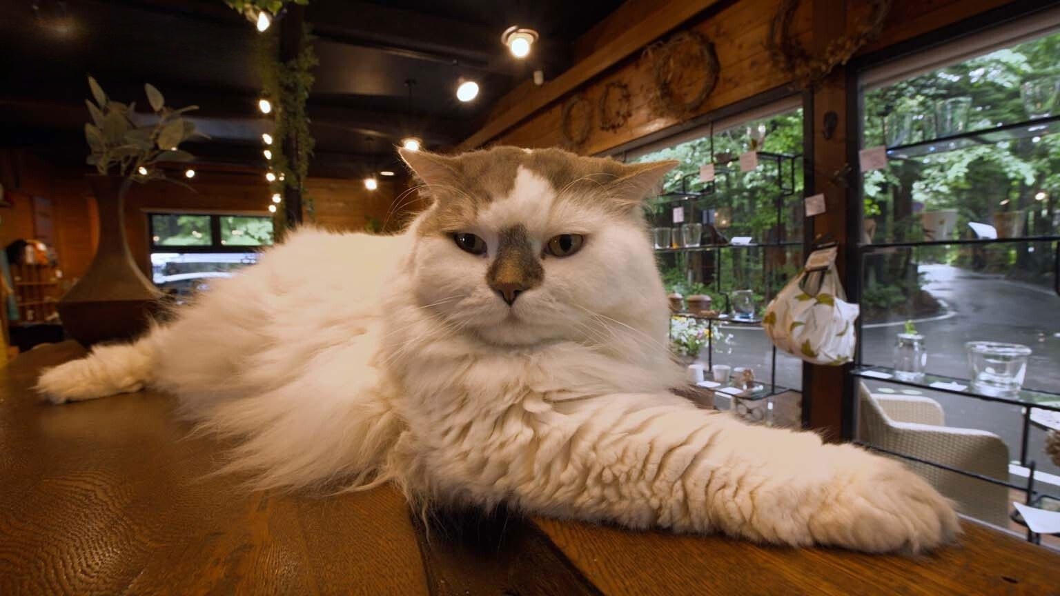 A Cat's-Eye View of Japan - Épisode 17