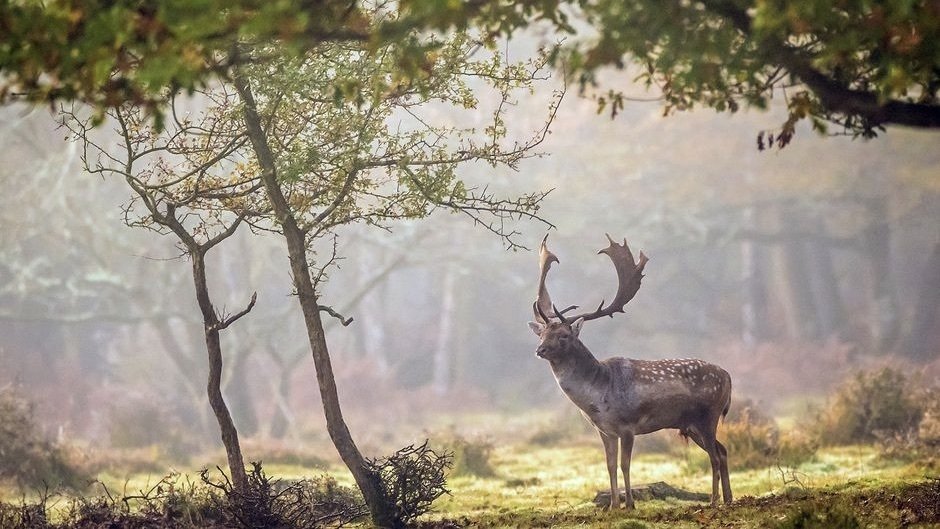 La Grande-Bretagne Sauvage - Forêts