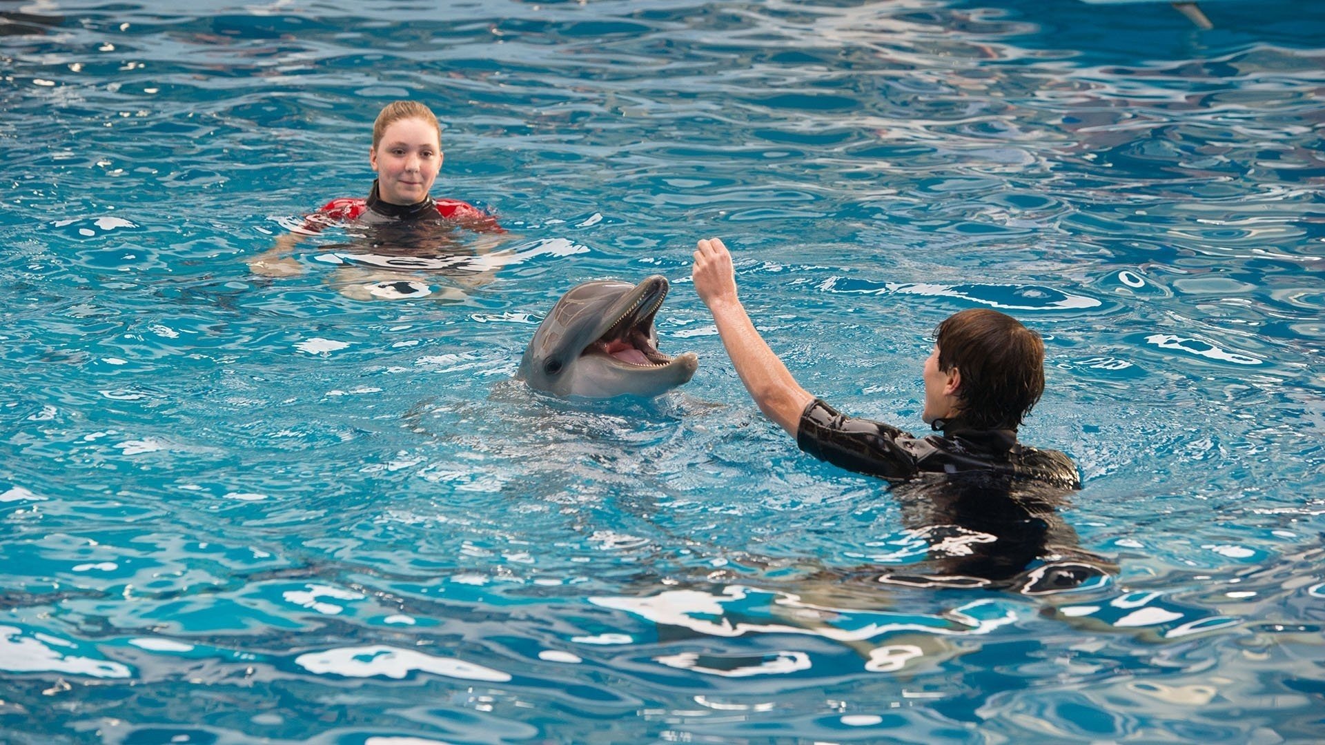 Dolphin Tale 2 (2014)