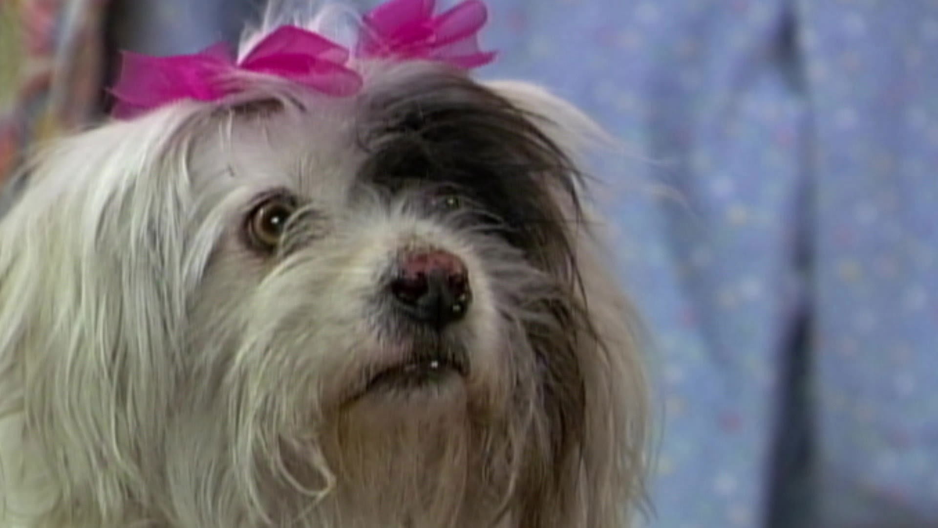 Little Angel Face Season 1 :Episode 160  Episode 160