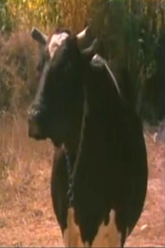 et billede af Mercan