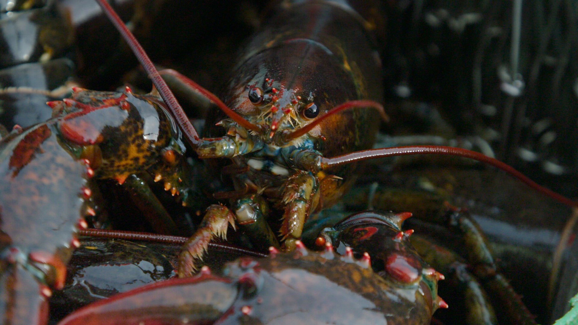 The Lobster Looting at Long Cove