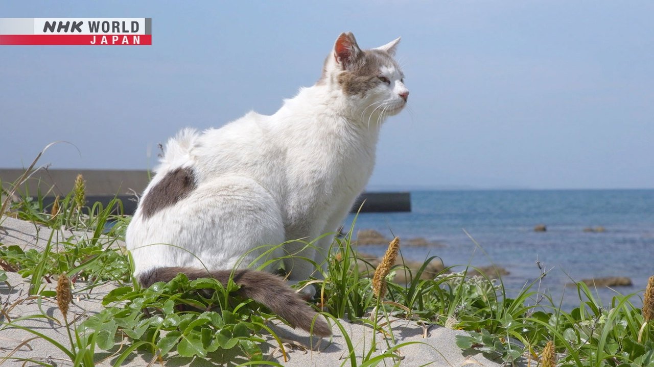 A Cat's-Eye View of Japan - Épisode 22